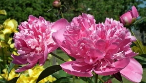 Moja babci ma najpiękniejsze piwonie we wsi. Wypróbuj jej metodę, by mieć mnóstwo kwiatów