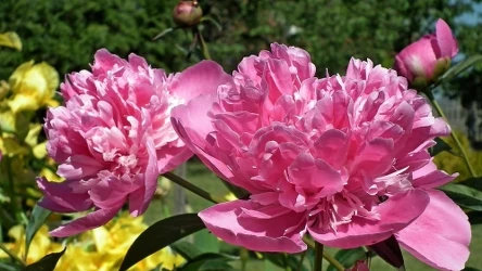 Nawozisz piwonie wiosną? Przez ten błąd nie urosną i nie będą kwitły