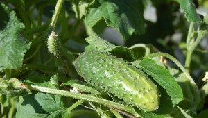Twoje ogórki są gorzkie? Doświadczony działkowiec zdradza, gdzie leży błąd
