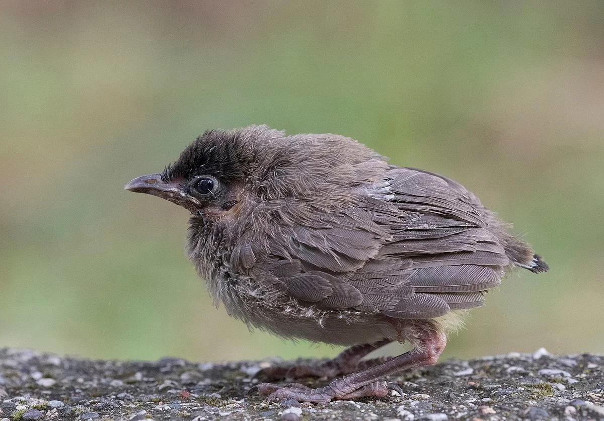 Podlot bilbila arabskiego sfotografowany w Turcji. On świetnie sobie poradzi