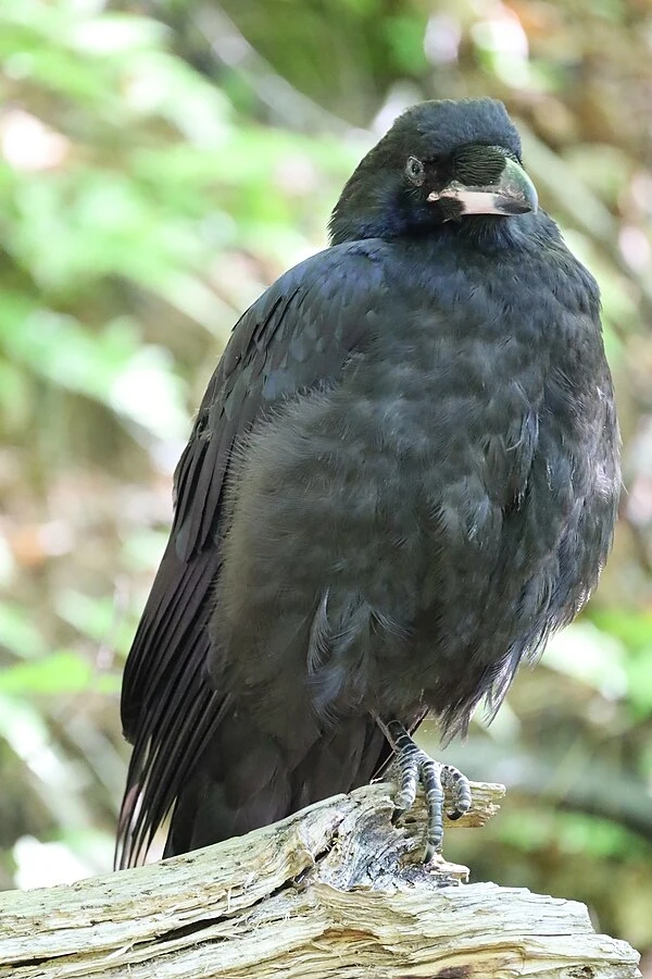 Podlot kruka nie wymaga naszej pomocy