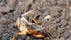 Ten ogromny owad wcale nie zasnął na zimę. Nadal może zniszczyć cały ogród
