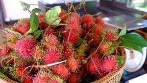 Rambutan to owoc, który przyciąga już samym wyglądem. A jak jego spożywanie wpływa na organizm? Sprawdzamy