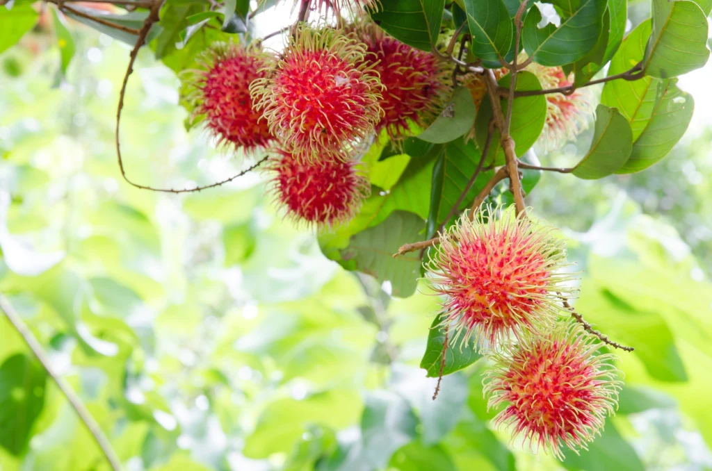 Rambutan jest bogaty w wiele witamin (jest dobrym źródłem m.in. witaminy C), minerałów i dobroczynnych związków roślinnych