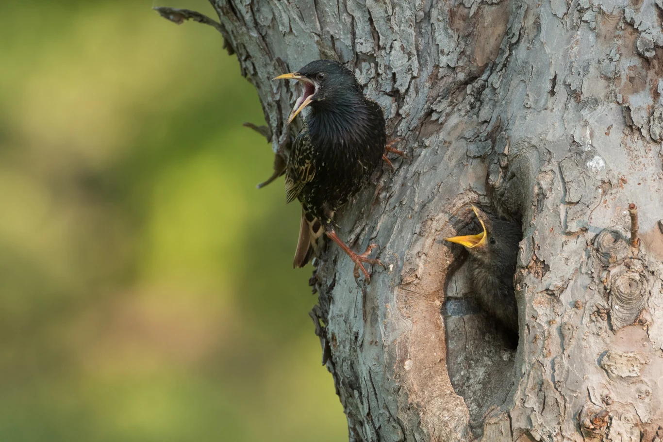 Szpaki lubią iść na łatwiznę i zjadać owoce z naszych sadów i działek