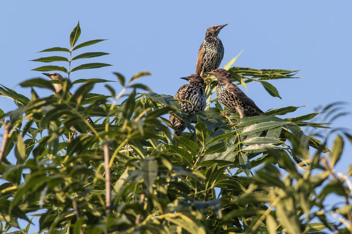 Szpaki są również - wbrew pozorom - pożyteczne