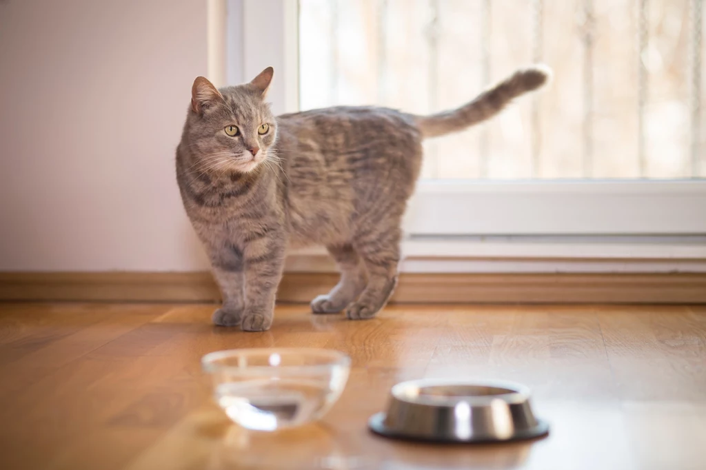Miskę z wodą dla kota powinniśmy stawiać z dala od jedzenia i kuwety.