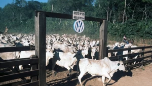 Produkcja wołowiny to istotna część brazylijskiej gospodarki. Na zdj. jedna z brazylijskich farm