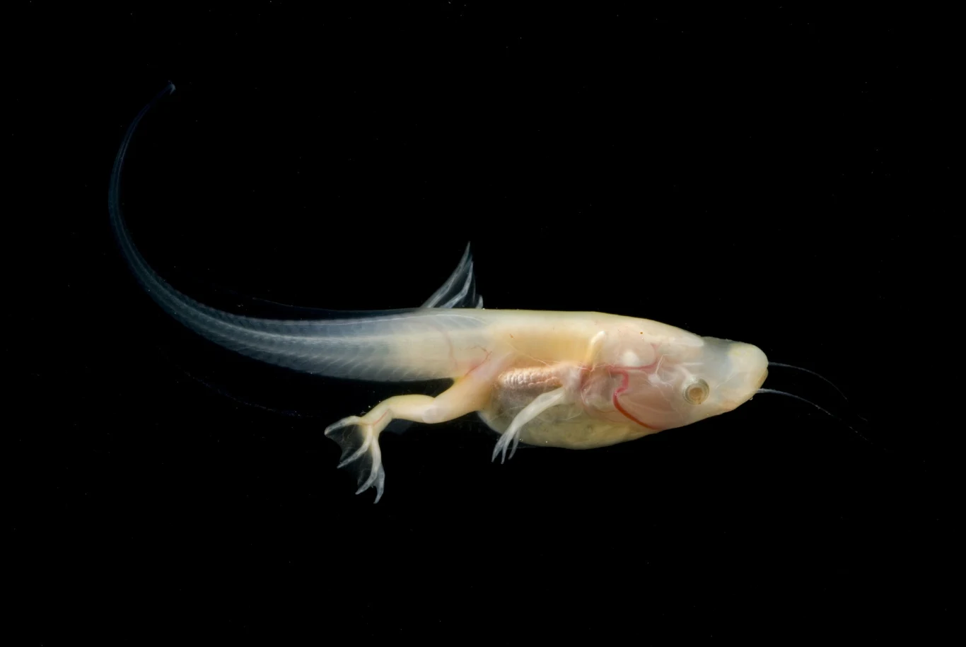 Żaba Xenopus laevis była od co najmniej 100 lat wykorzystywana w badaniach laboratoryjnych Żaba Xenopus laevis była od co najmniej 100 lat wykorzystywana w badaniach laboratoryjnych