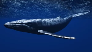 Do Bałtyku wpływają ogromne wieloryby. Jeden szczególnie lubi polskie morze
