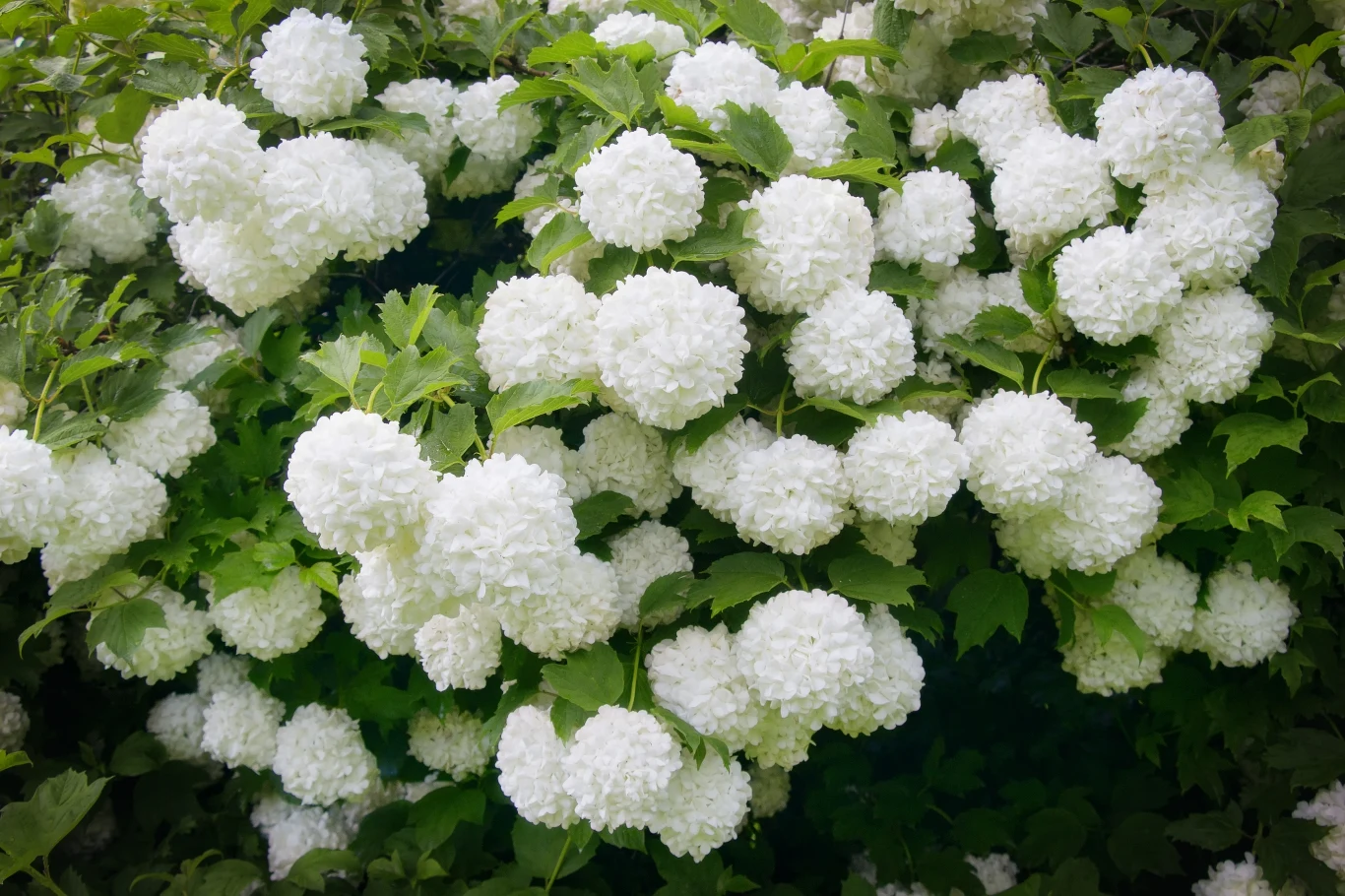 Kalina koralowa jest odporna na trudne warunki atmosferyczne. Może być uprawiana w każdym ogrodzie. Kalina koralowa jest odporna na trudne warunki atmosferyczne. Może być uprawiana w każdym ogrodzie.