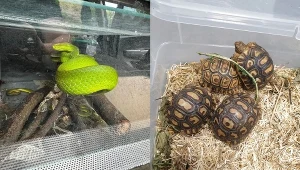 Małopolska. Policjanci zatrzymali wystawcę podczas targów zwierząt egzotycznych