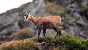 ​Tatry. O świcie rozpoczęło się wiosenne liczenie kozic