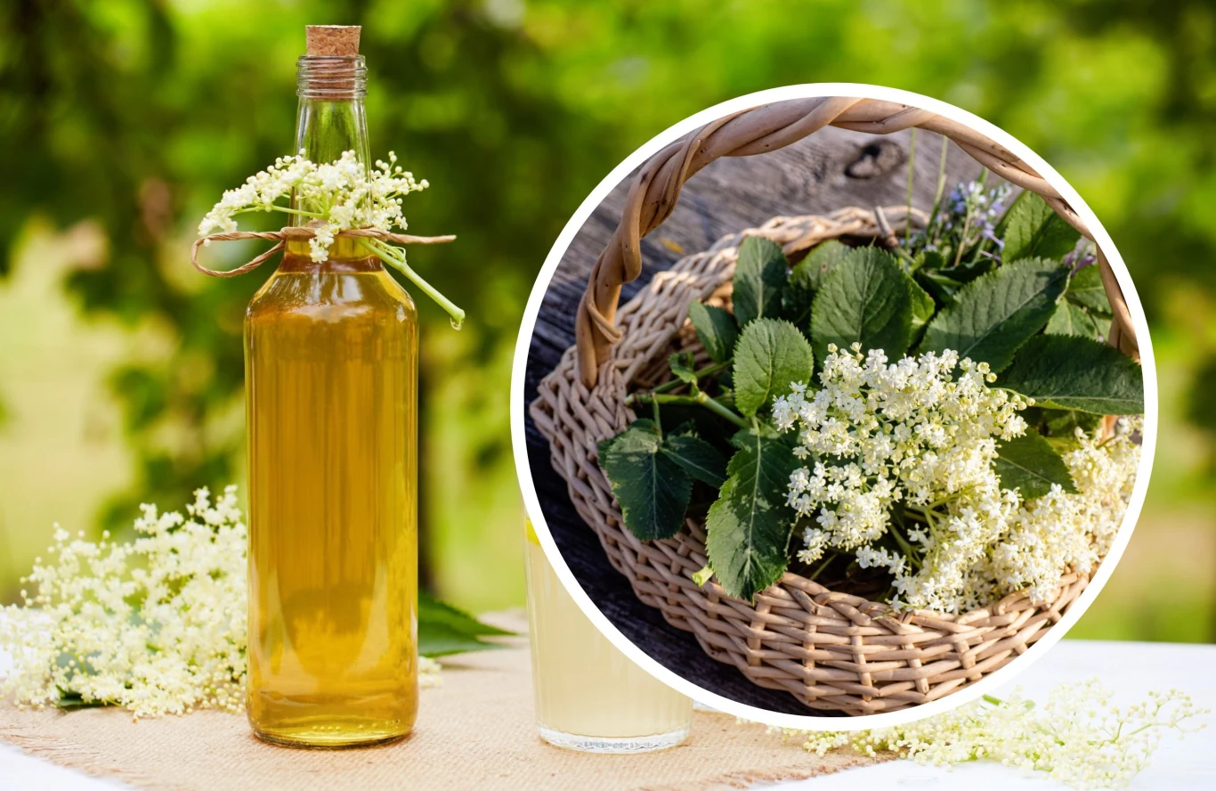 Jak zrobić ocet z kwiatów czarnego bzu? | Fot. 123RF/Picsel Jak zrobić ocet z kwiatów czarnego bzu? | Fot. 123RF/Picsel