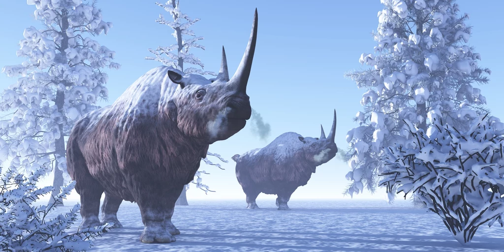 Nosorożec włochaty wymarł 13-14 tysięcy lat temu