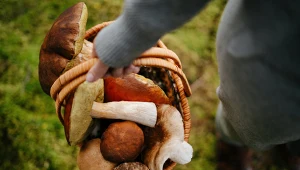 Gdzie są grzyby w Wielkopolsce? Stąd grzybiarze wracają z pełnymi koszykami