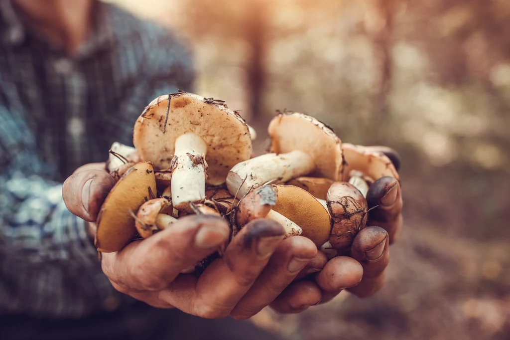 Najwięcej grzybów w czerwcu znajduje się w okolicach województwa pomorskiego i kujawsko-pomorskiego oraz obszary województw wielkopolskiego, lubelskiego, świętokrzyskiego i małopolskiego