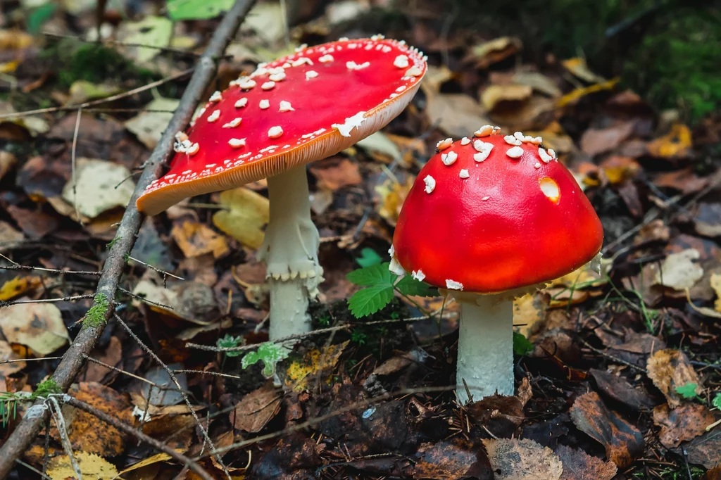 Podczas czerwcowego grzybobrania trzeba szczególnie uważać na trujące odmiany