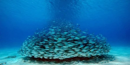 Ławica ryb w oceanie