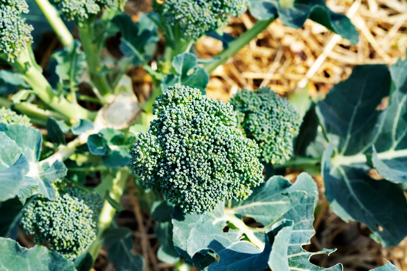 W czerwcu warto siać warzywa kapustne np. brokuł.