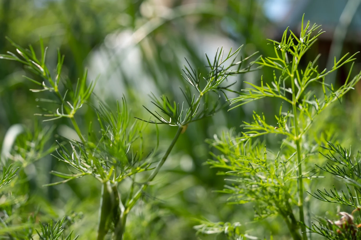 Koperek to popularne zioło używane w kuchni. Warro wysiać je w czerwcu. 