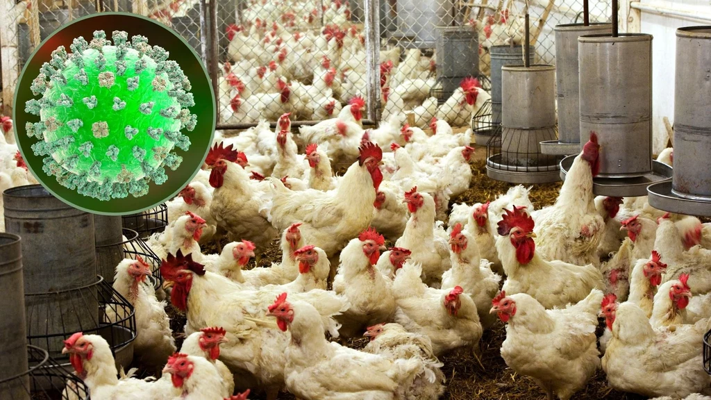 Meksyk. Pierwszy przypadek śmierci człowieka zakażonego wirusem grypy ptaków H5N2 Meksyk. Pierwszy przypadek śmierci człowieka zakażonego wirusem grypy ptaków H5N2