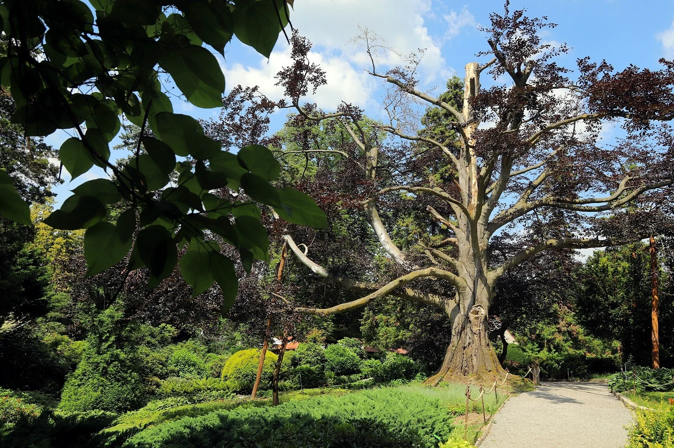 Buk „Serce Ogrodu” rosnący w Arboretum Wojsławice został wybrany Europejskim Drzewem Roku 2024.