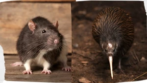 Szczury, gronostaje, oposy i inne zwierzęta zagrażają faunie Nowej Zelandii