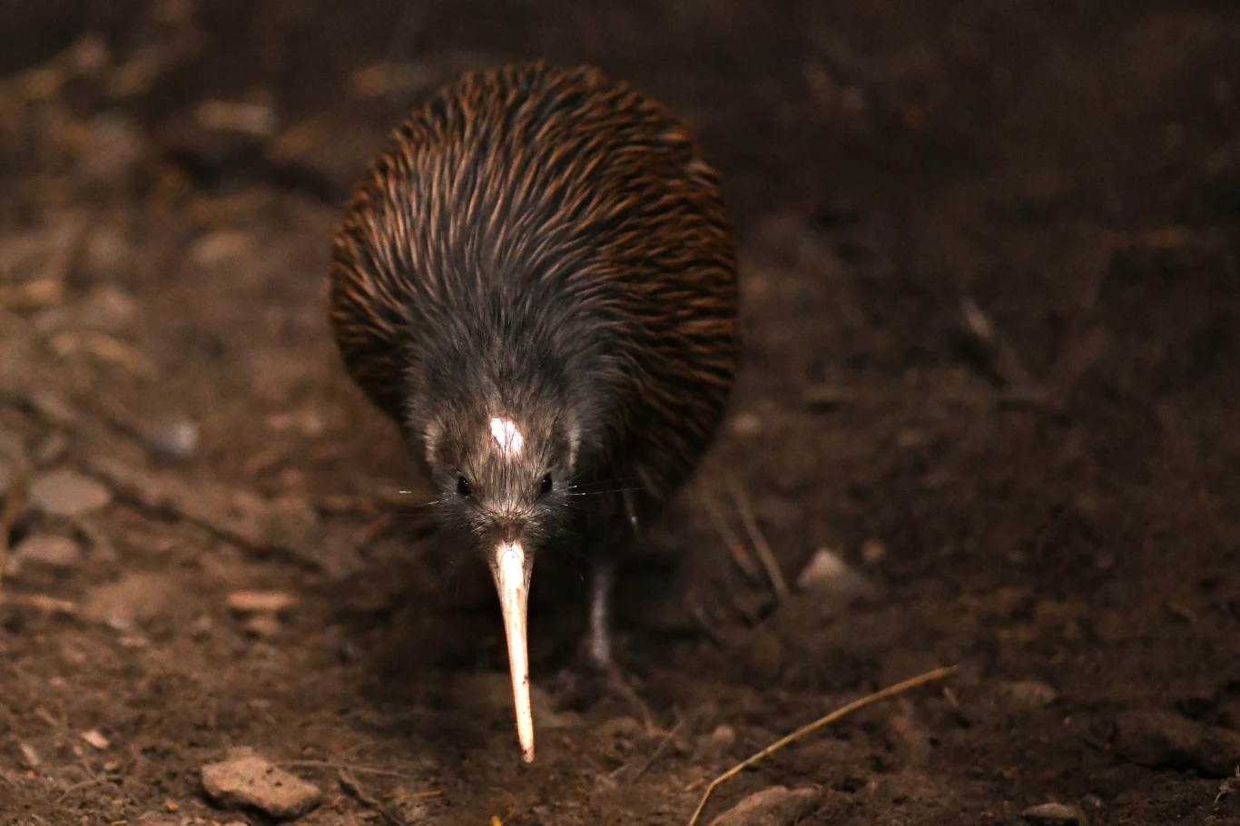 Kiwi mają nikłe szanse na przeżycie, gdy w pobliżu są inwazyjne gronostaje Kiwi brunatny - zagrożony endemit Nowej Zelandii