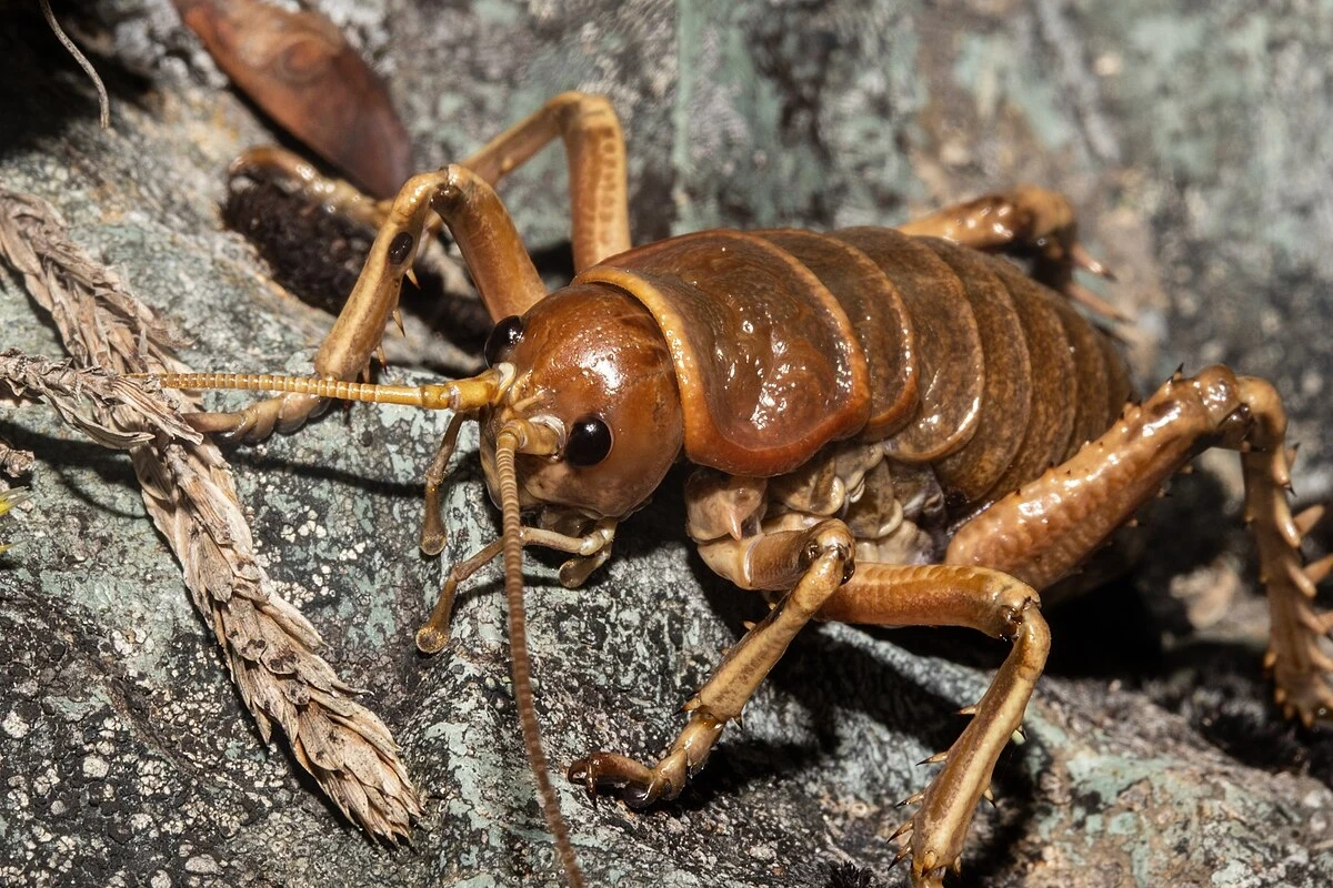 Weta - wielki owad z Nowej Zelandii