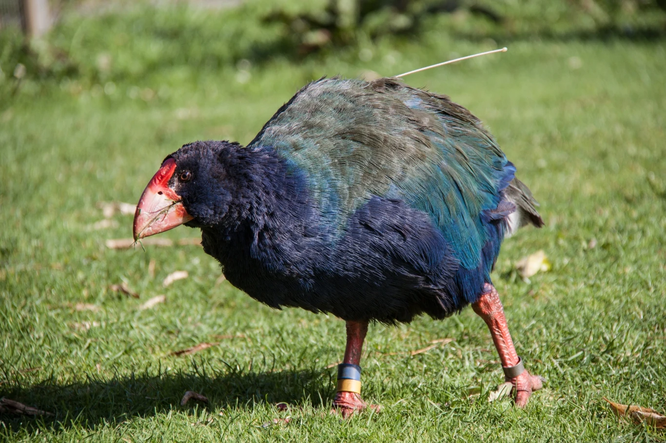 Niemal wymarły nowozelandzki chruściel takahe