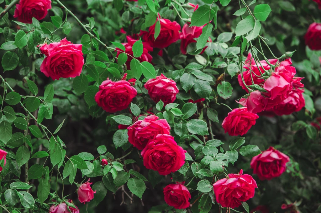 Kontroluj sąsiedztwo swoich krzewów, by róże przez cały sezon wyglądały atrakcyjnie
