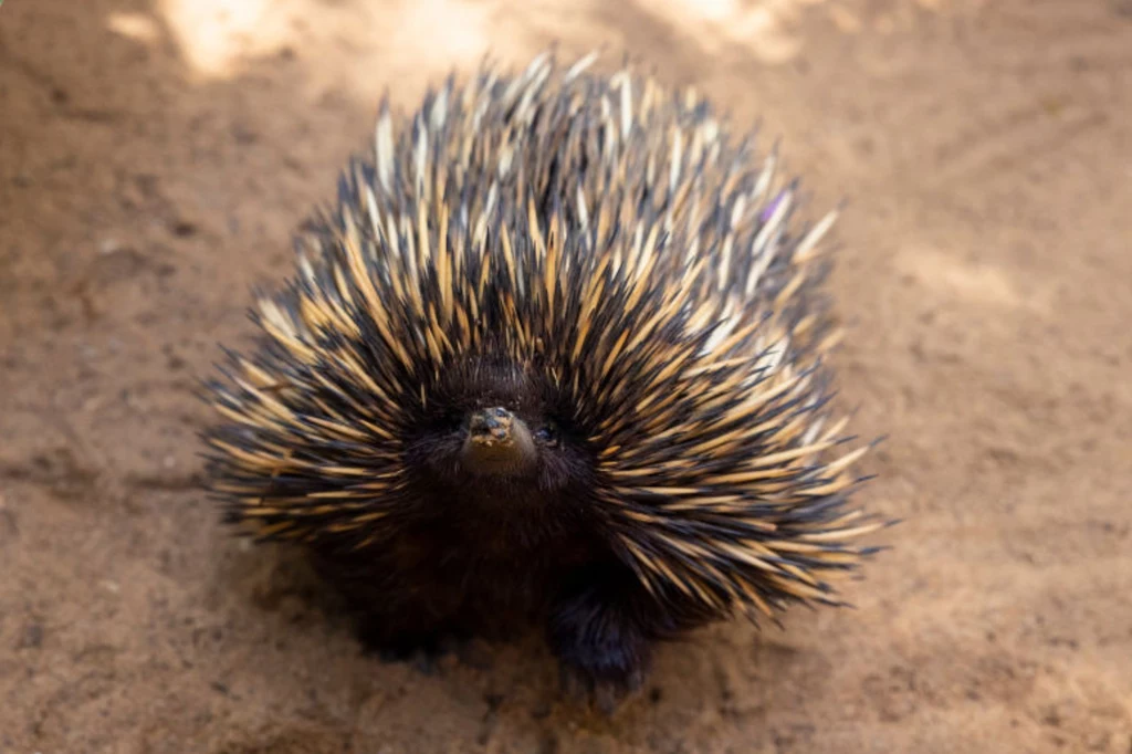 Kolczatka australijska, zdjęcie ilustracyjne