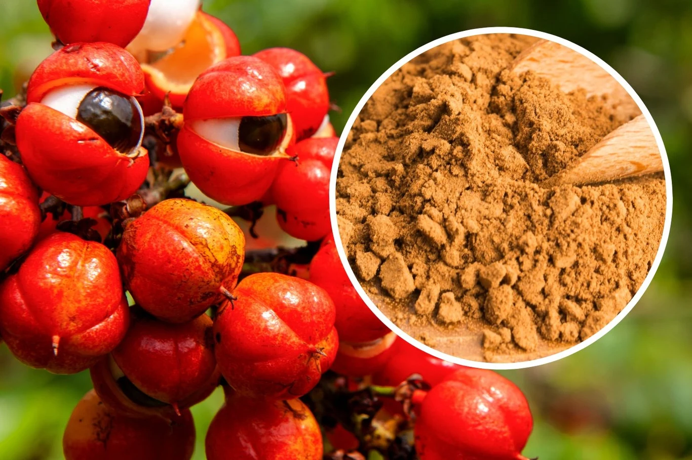 Guarana może dodawać więcej energii niż kawa Guarana może dodawać więcej energii niż kawa