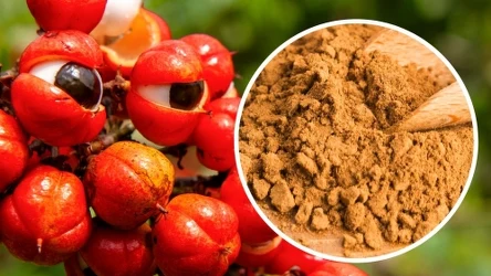 Guarana może dodawać więcej energii niż kawa