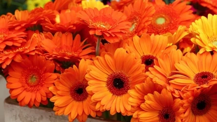 Bukiet gerber za 1 zł w Lidlu 