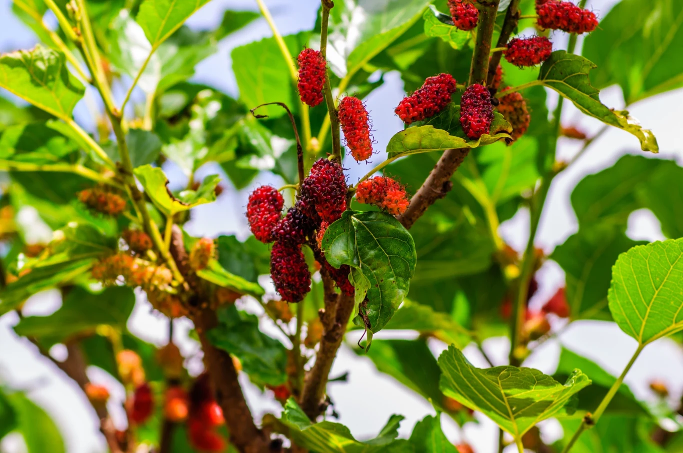 Owoce morwy są atrakcyjniejsze dla szpaków aniżeli te z czereśni czy wiśni.