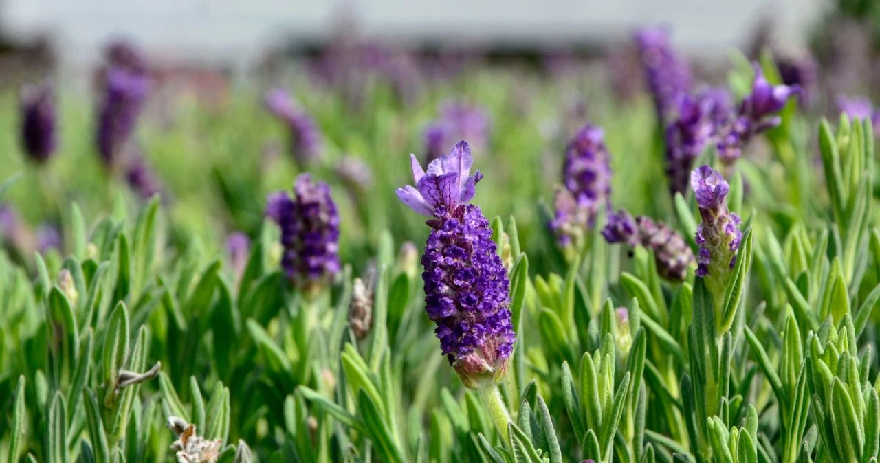 Lawenda działa odstraszająco na mole. 
