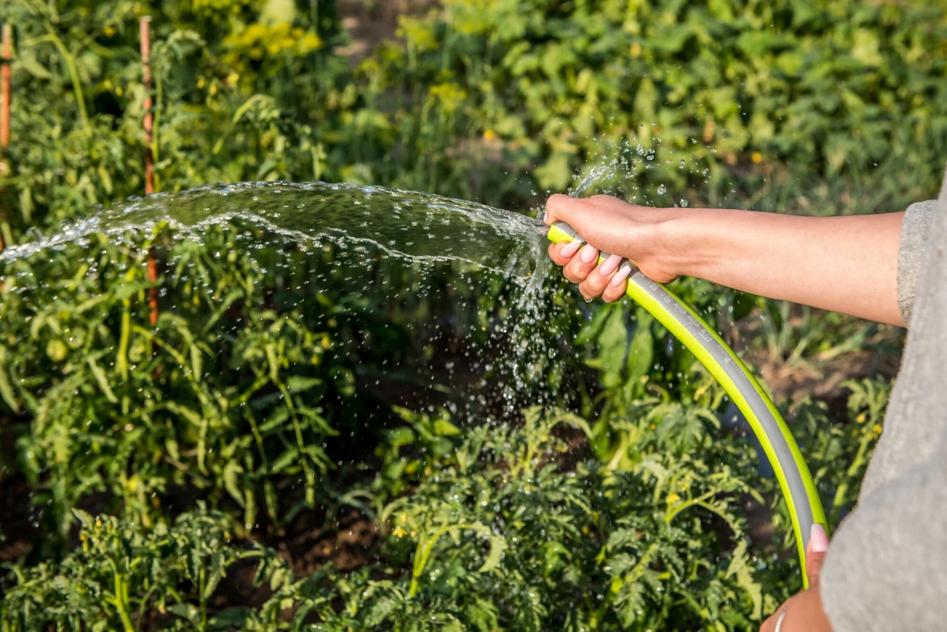 Ogród warto podlewać o poranku