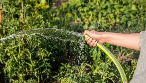 Zakaz podlewania ogródków i trawników wprowadzono m.in. w gminach na terenie woj. śląskiego, mazowieckiego czy pomorskiego