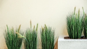 Trawy ozdobne na balkonie - jakie gatunki najlepiej posadzić?