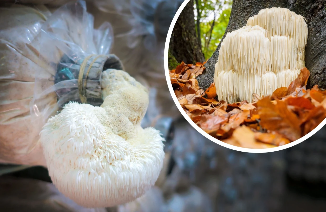 Soplówka jeżowata wspiera pamięć i koncentrację | Fot. 123RF/Picsel Soplówka jeżowata wspiera pamięć i koncentrację | Fot. 123RF/Picsel