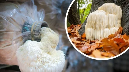 Soplówka jeżowata wspiera pamięć i koncentrację | Fot. 123RF/Picsel