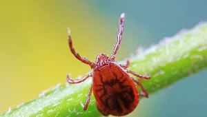 Co zjada kleszcze? Kleszcze też mają naturalnych wrogów