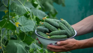 Prosty trik w mig pobudzi ogórki do wzrostu. Zbiory będziesz liczyć w kilogramach