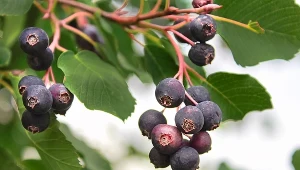 Przypomina borówkę amerykańską, a jest dużo łatwiejsza w uprawie. Jak o nią dbać?