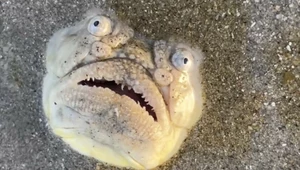 Dziwnie wyglądająca ryba z rodziny skaberowatych wywołała sensację wśród internautów