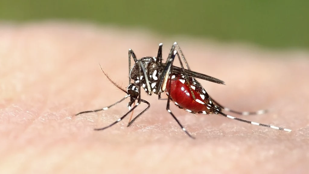 Być może w tym roku w Polsce zostanie stwierdzona obecność komara tygrysiego