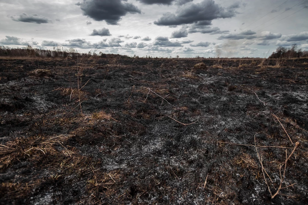 Pożary zombie latami trawiące torfowiska występują na Ziemi coraz częściej. To fatalna wiadomość dla klimatu