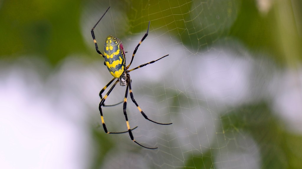 Pająk Nephila clavata, znany także jako pająk Joro, pochodzi z Azji i występuję naturalnie w Japonii, Korei, Chinach i Tajwanie. W 2014 r. po raz pierwszy zaobserwowano je w USA, gdzie są gatunkiem inwazyjnym